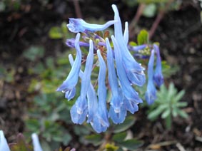 Corydalis flexuosa 'China Blue'